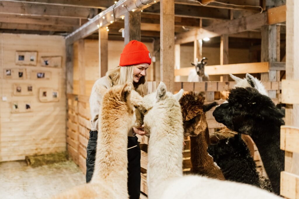 Merikeinun alpakkatila nainen ja 4 alpakkaa