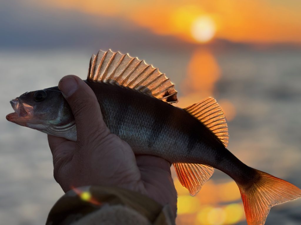 Mörköpaja merikalastus ahven