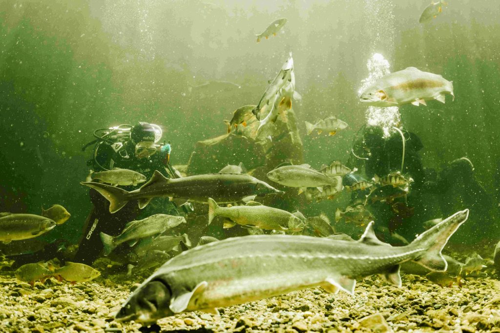 Akvaaritalo Maretarium sulkeltaja akvaariossa, Kotka