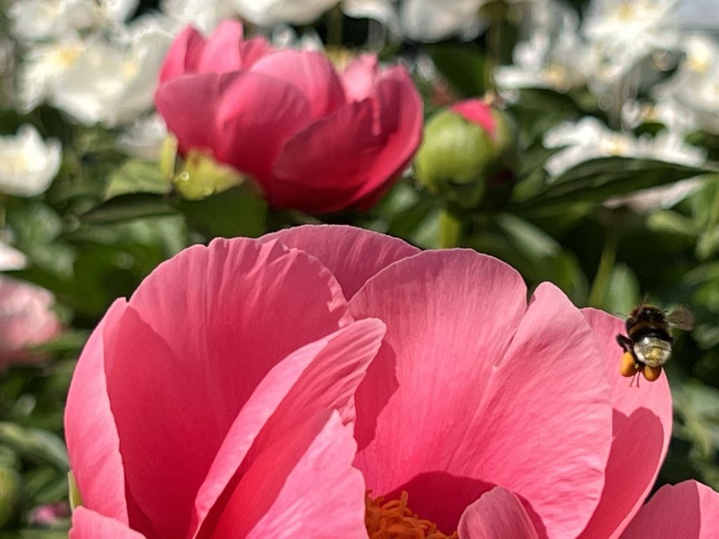 Pink Peony in Kotka Peony Garden