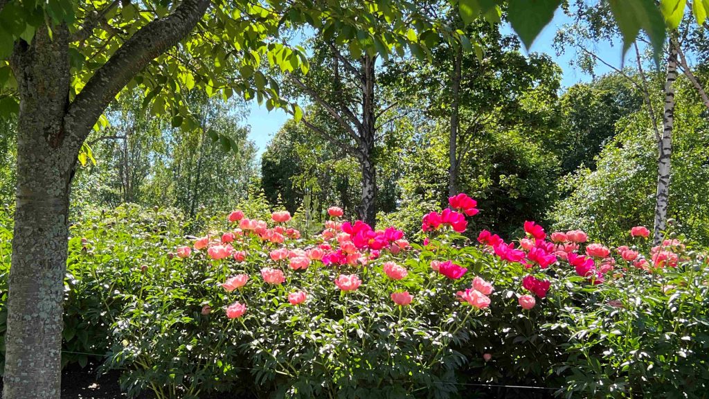 Red peonys in Kotka Peony Garden