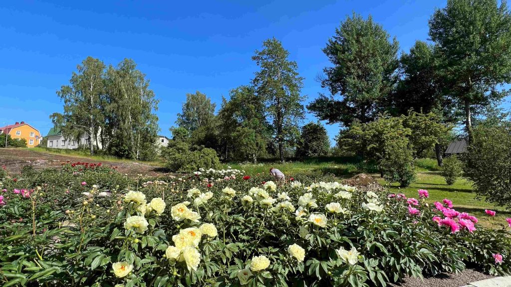 Peony Garden Kotka, Summer
