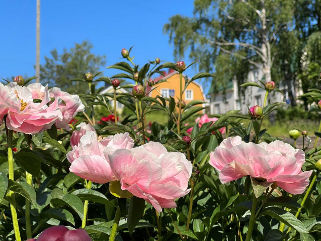 Peony Garden Kotka, Summer, Pink Peonees